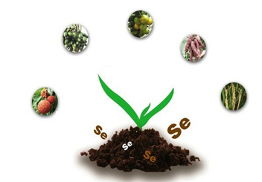 微量元素硒對細(xì)胞免疫的影響