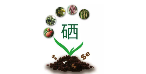 你以為只有病人才會補硒嗎？健康的人也需要補硒