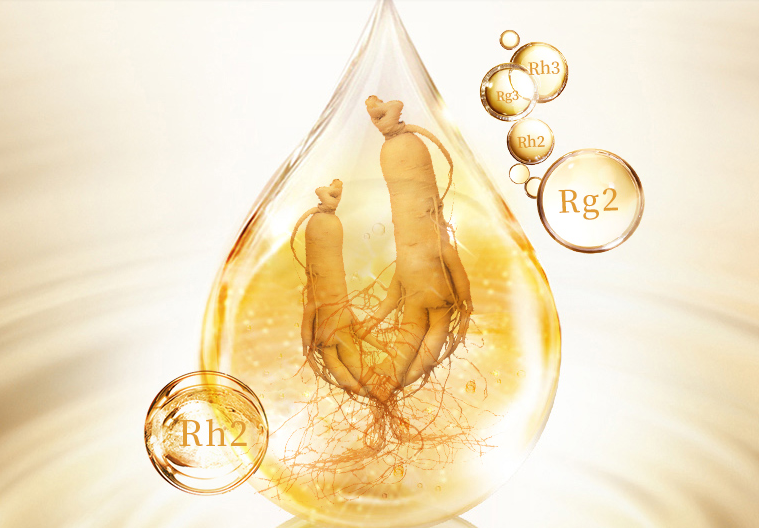 癌癥病人服用人參皂苷，有助于提高免疫力