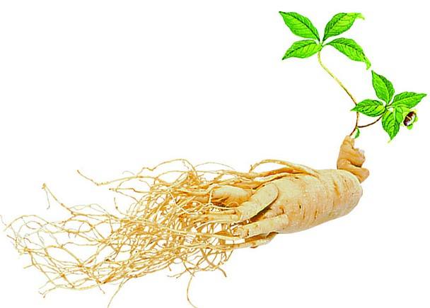 秋冬季節(jié)保健養(yǎng)生，能服用人參皂苷嗎？