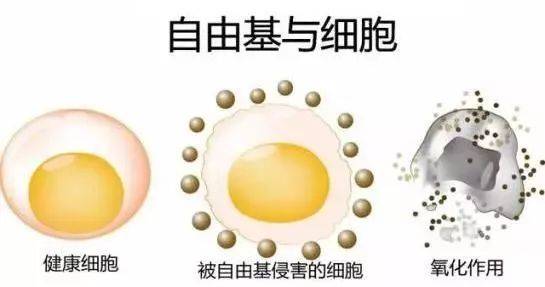 硒語 | 美國華裔專家揭曉新病毒與自由基的關(guān)系！