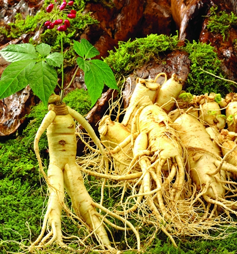 人參皂苷——人體的動力之源