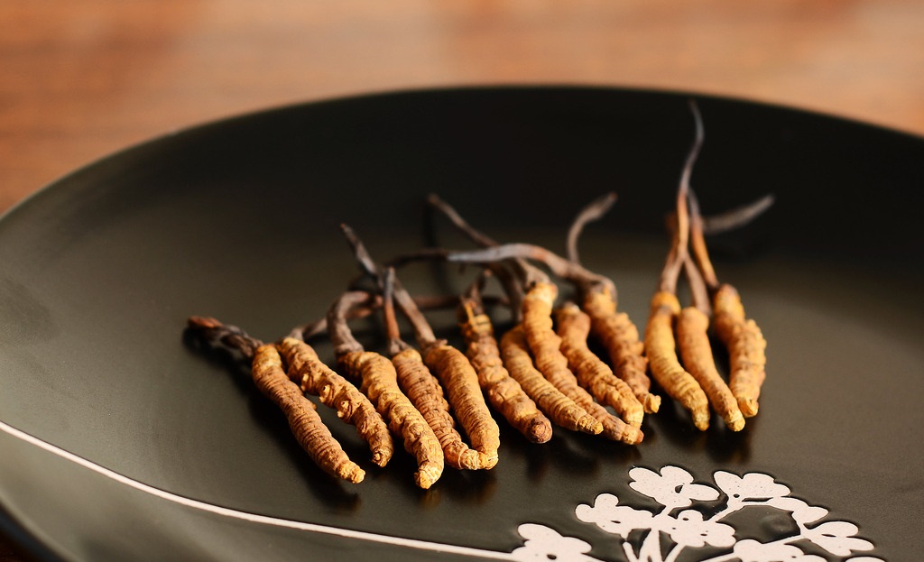 天氣冷了保護身體，冬蟲夏草趕緊備上