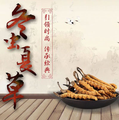 桂仁課堂 | 冬蟲(chóng)夏草和蝙蝠蛾擬青霉菌的關(guān)系