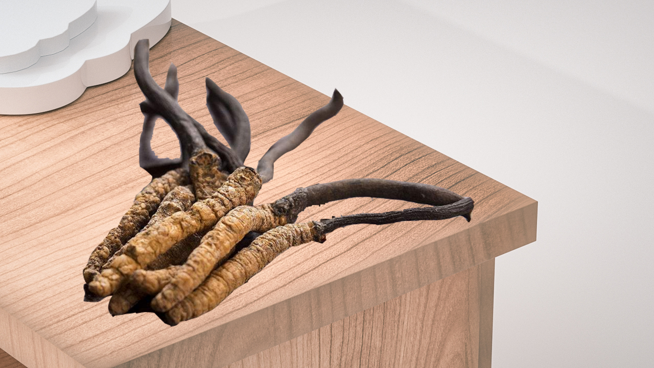 蝙蝠蛾擬青霉菌絲體的認知