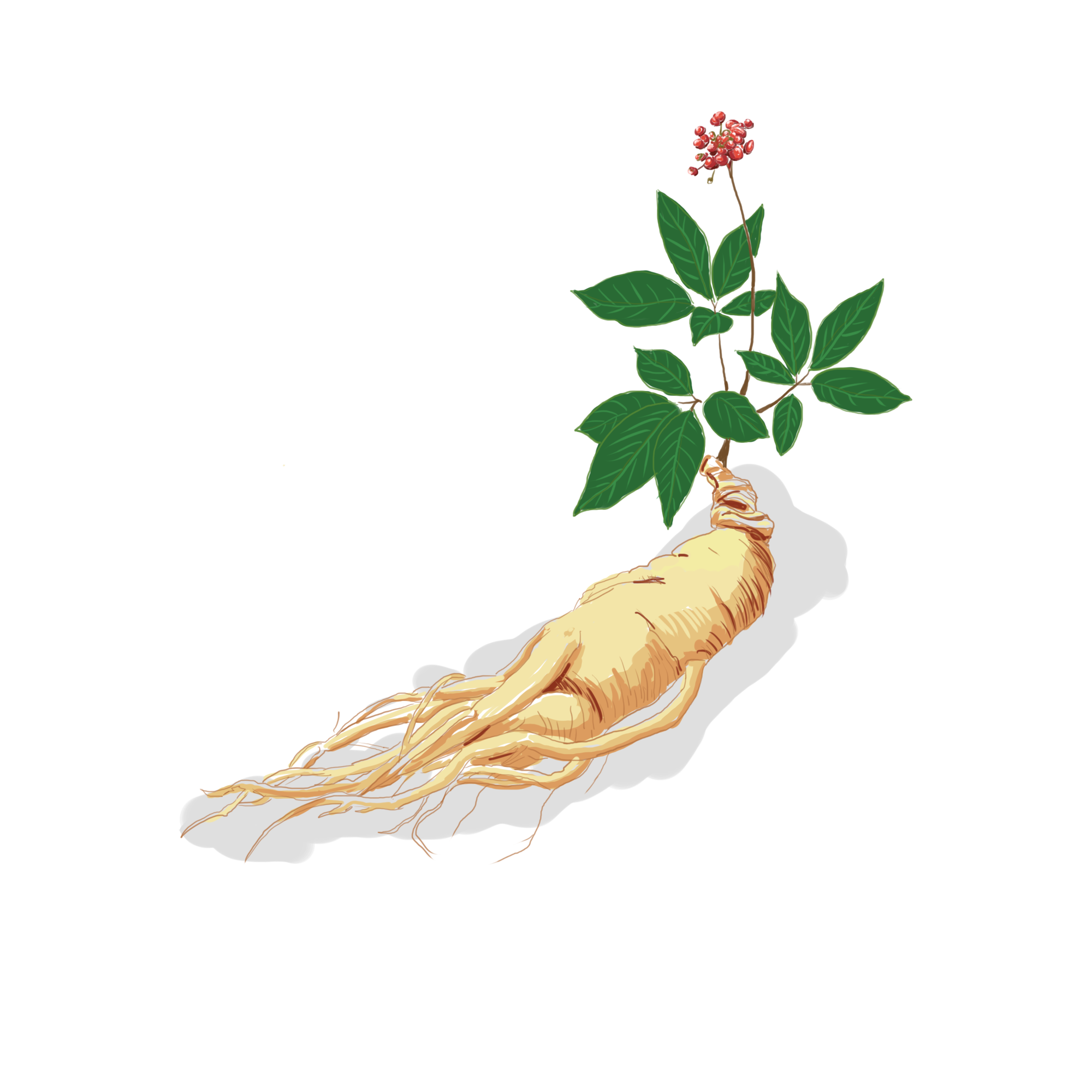 人參皂苷到底是什么？