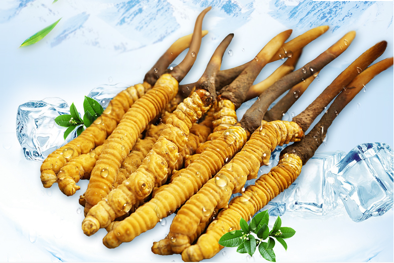 冬蟲夏草這幾種人一定要堅(jiān)持吃，好處多多