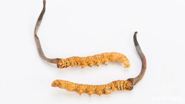 為何冬蟲夏草能夠流傳至今？