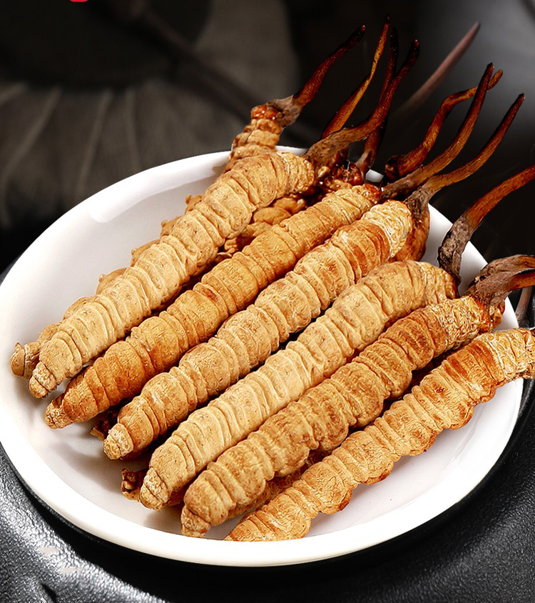 冬蟲夏草還能提高免疫力？一起來看看它的奧秘