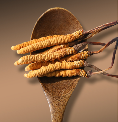 這6類人適合吃冬蟲夏草！