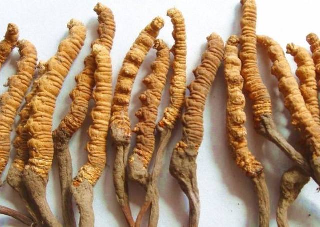 想要提升免疫力，蝙蝠蛾擬青霉菌來助力