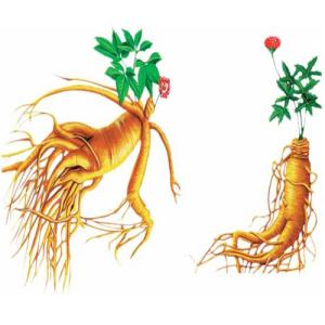 人參皂苷有什么用？如何增強(qiáng)免疫力？