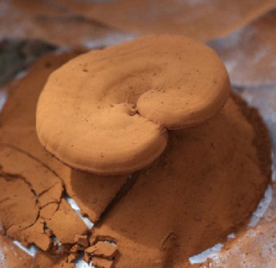  靈芝孢子粉為什么需要長期服用？