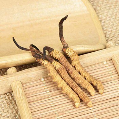 提高免疫力，冬蟲夏草是個好幫手