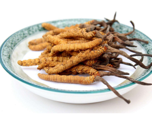 哪些人不宜吃冬蟲夏草？