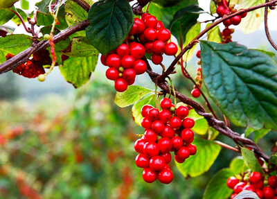 五味子有很多作用，但是這些人群要警惕