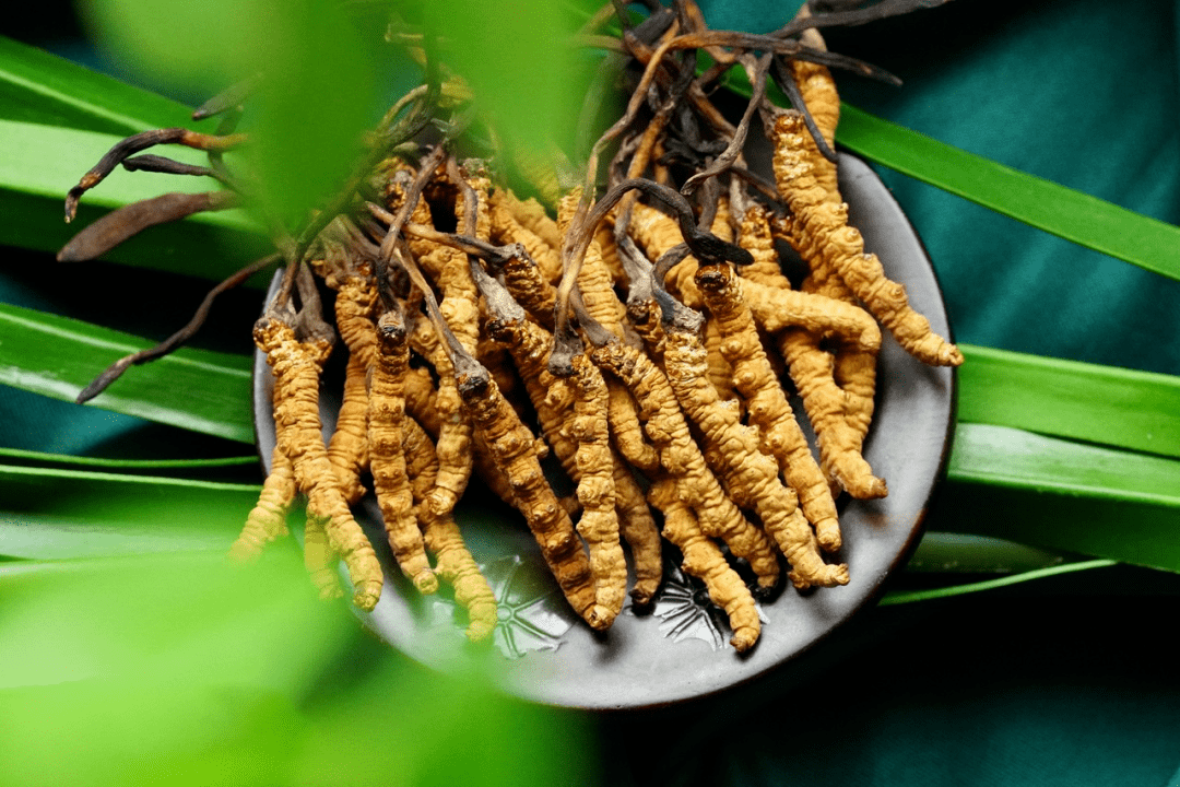 免疫力低下、咳嗽，嘗試冬蟲夏草來調(diào)理