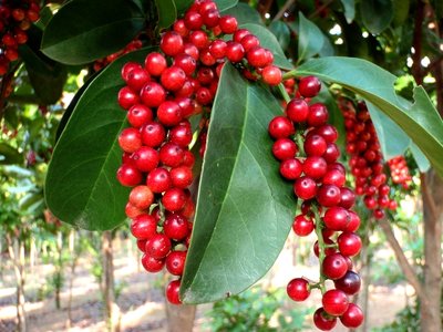 五味子助眠睡覺(jué)，緩解咳嗽