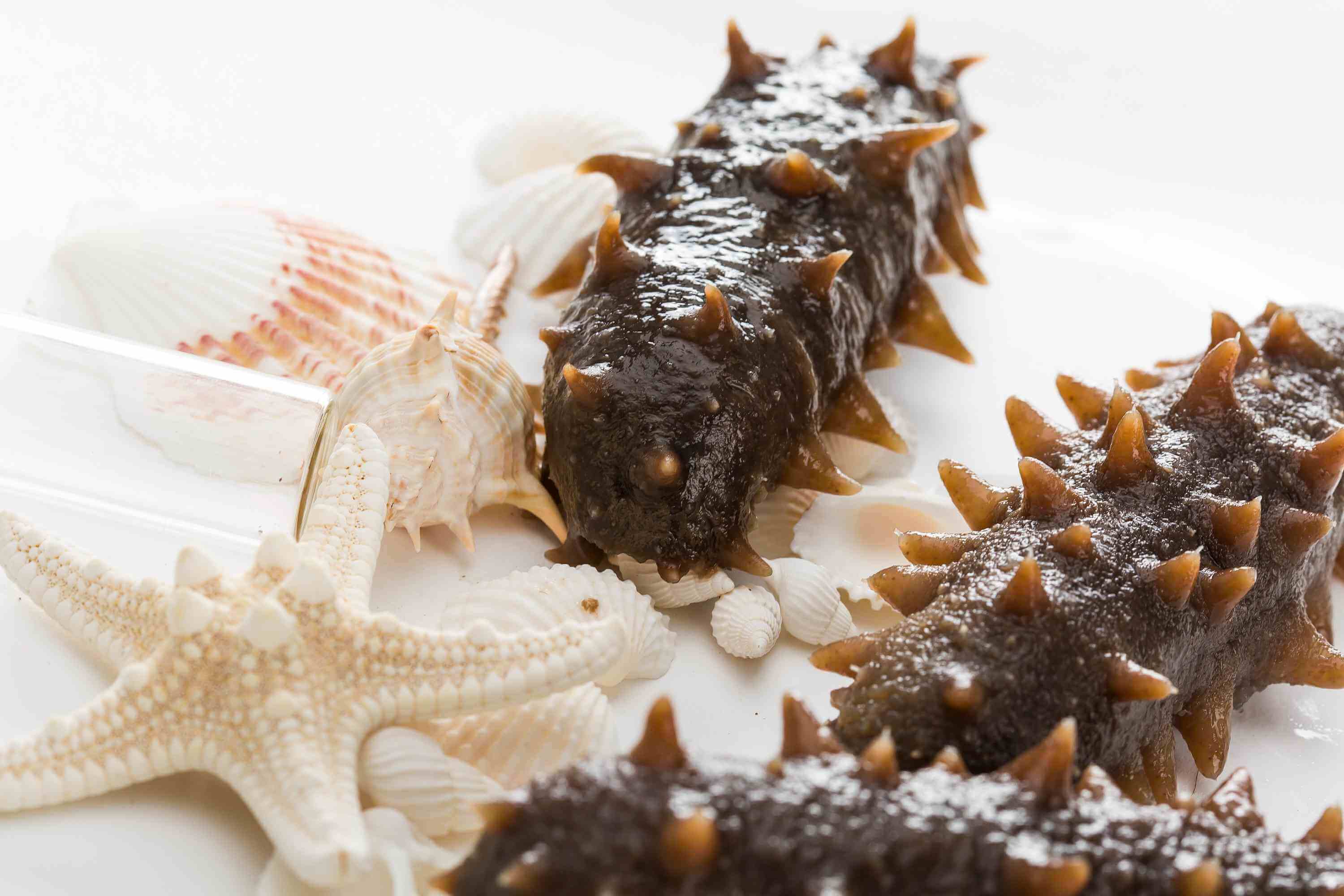 夏季養(yǎng)生，海參溫補(bǔ)不能少