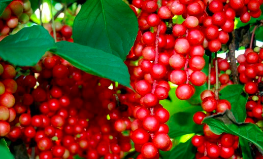 五味子真的可以保護(hù)肝臟嗎？