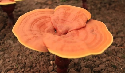 未破壁的靈芝孢子粉有什么危害？