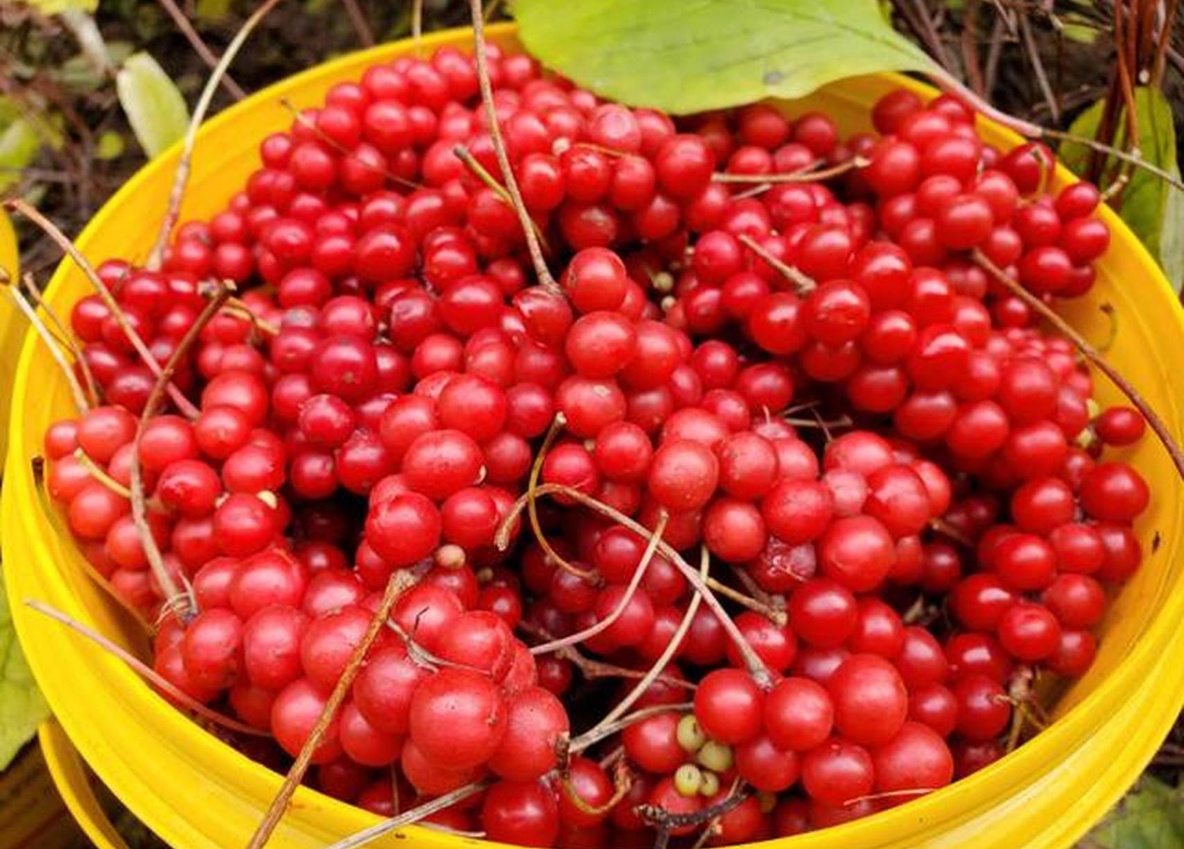 每天一把五味子，身體會發(fā)生什么變化？